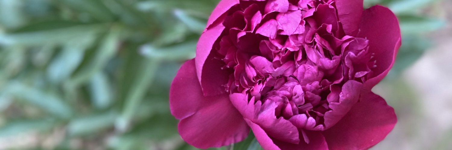 Kristy Newitt banner