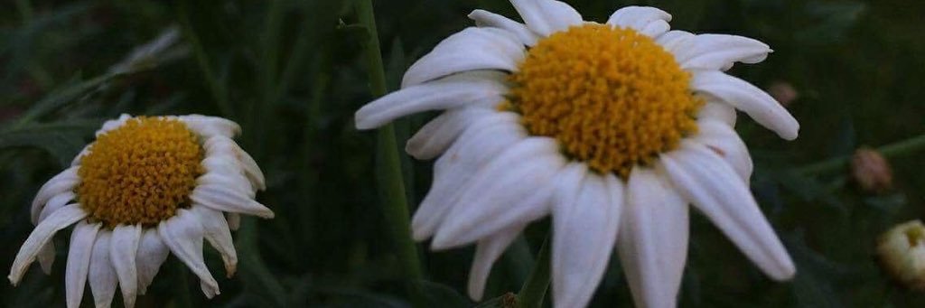 Lillysummer1997's profile banner image