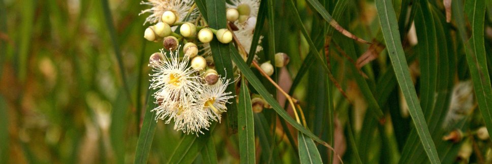 Australian Society of Plant Scientists's banner