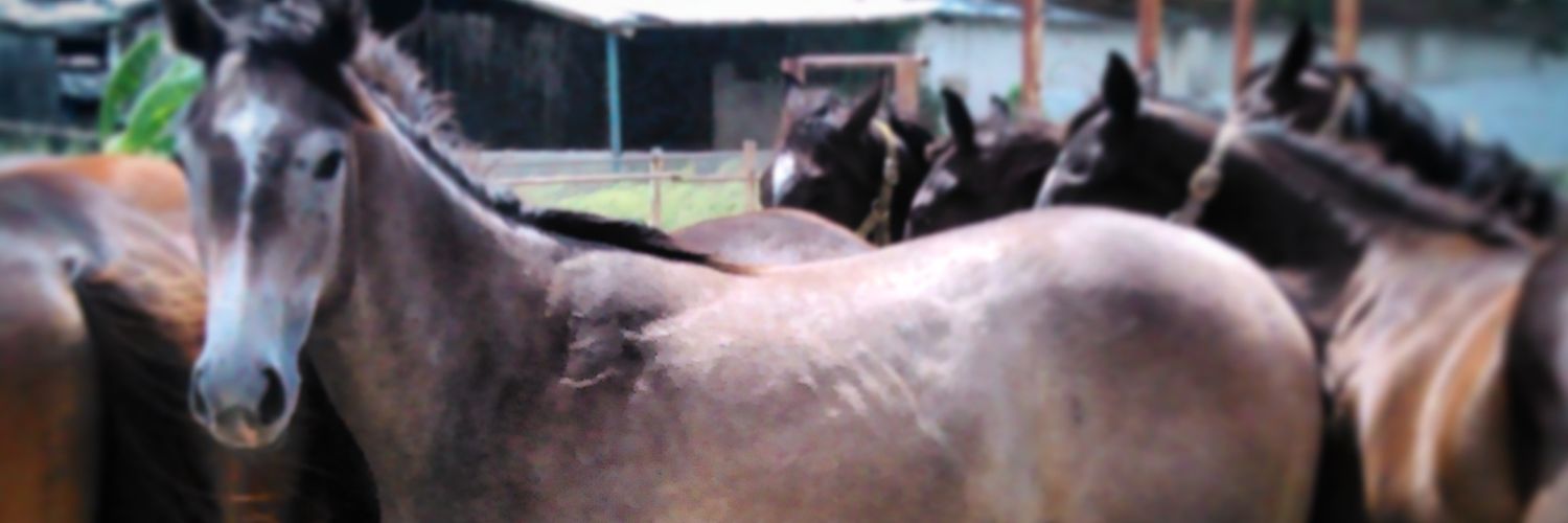 jossegr252's profile banner image