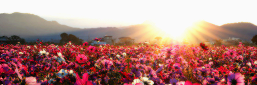 Raffa_Moraes0's profile banner image