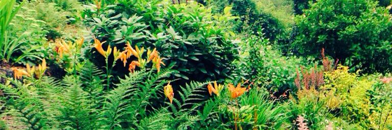doonecottage's profile banner image