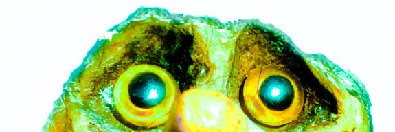 trollkrem's profile banner image