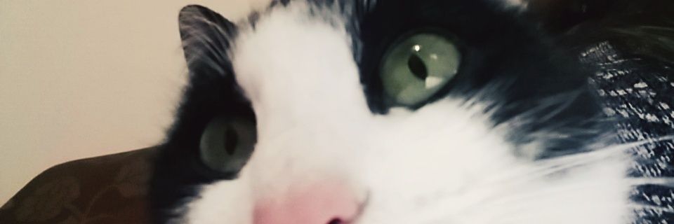 AmandaDinardi's profile banner image