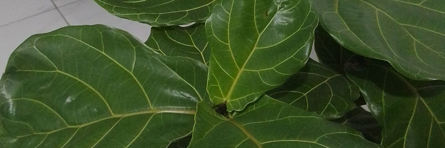 cnuisnow's profile banner image