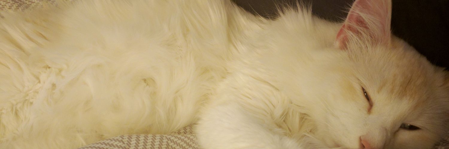 retweetmycat's profile banner image