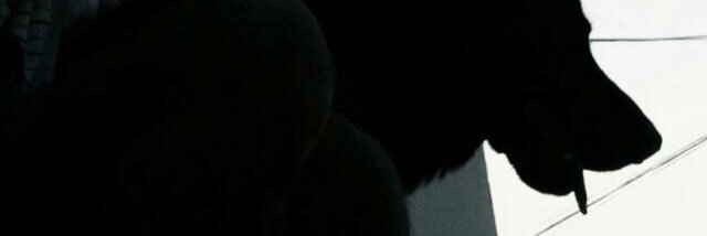pedrute's profile banner image