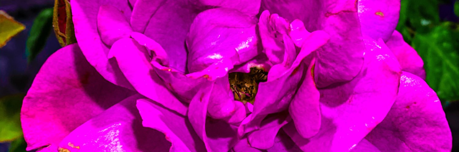 stephtay4's profile banner image