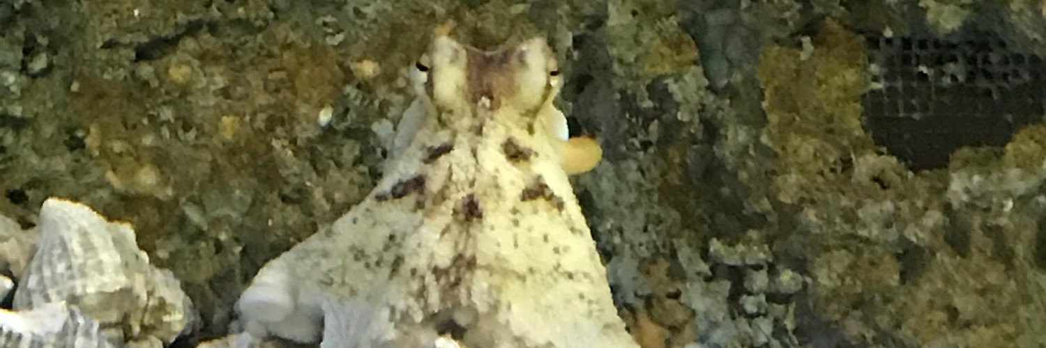 Dominique Cosper banner