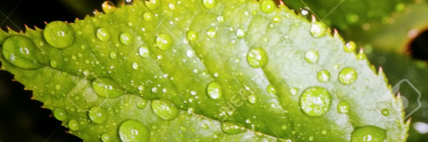 MesipaSp's profile banner image