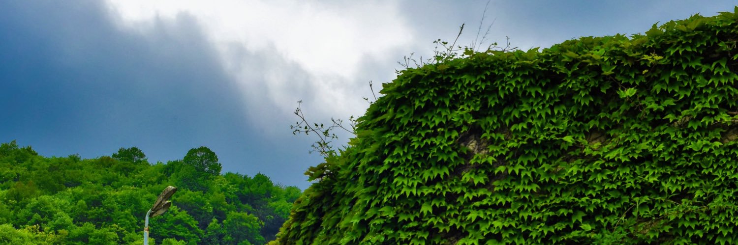 affreebird's profile banner image