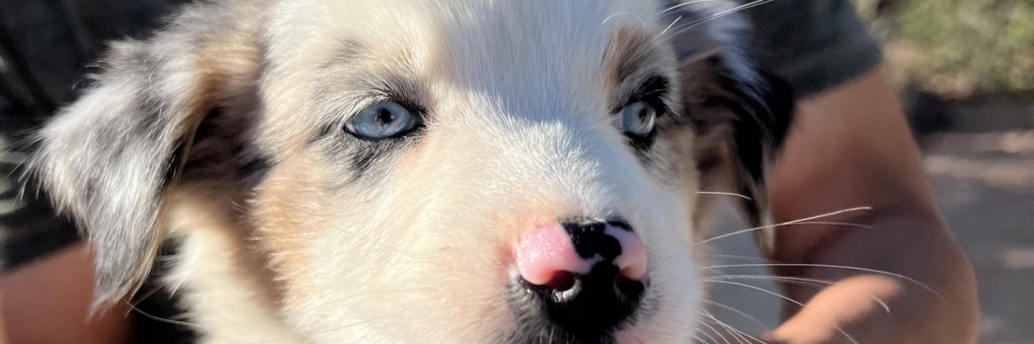 zDrewFroggy ♐ 🇮🇹 banner