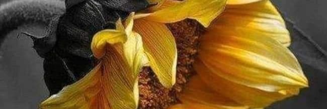 alisayar1963's profile banner image