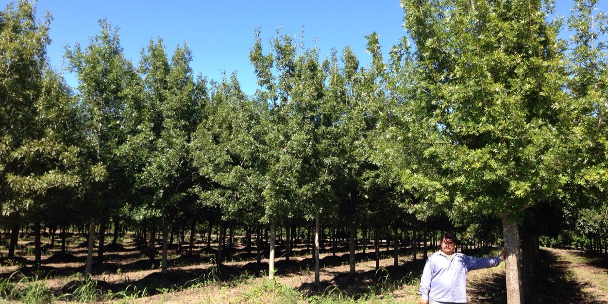 VIVEROS REGIONALES (@viregionales) / Posts / X