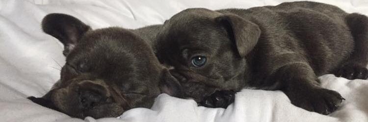 YorkieJoshua's profile banner image