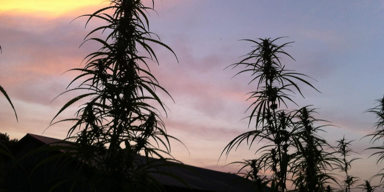 freedomseedfeed's profile banner image