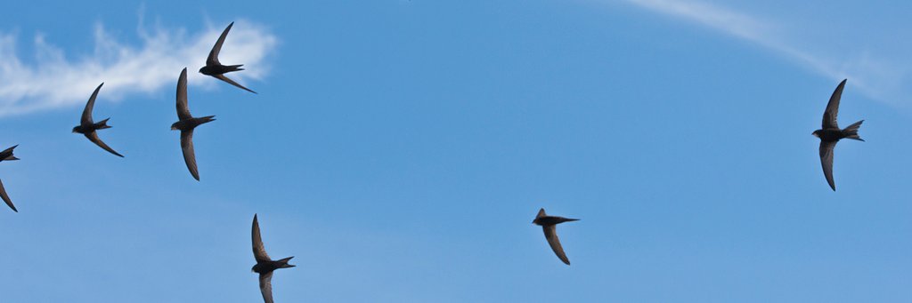 RSPB Scotland's banner