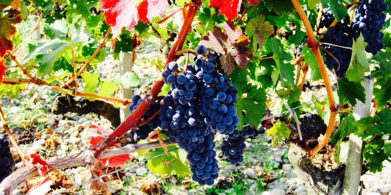 Martin Camiré banner