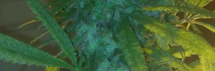 Joshwillis_94's profile banner image