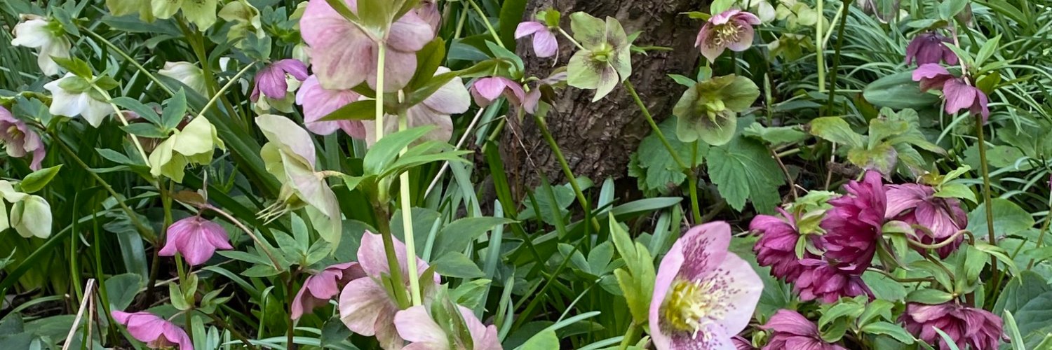 MollieBick's profile banner image