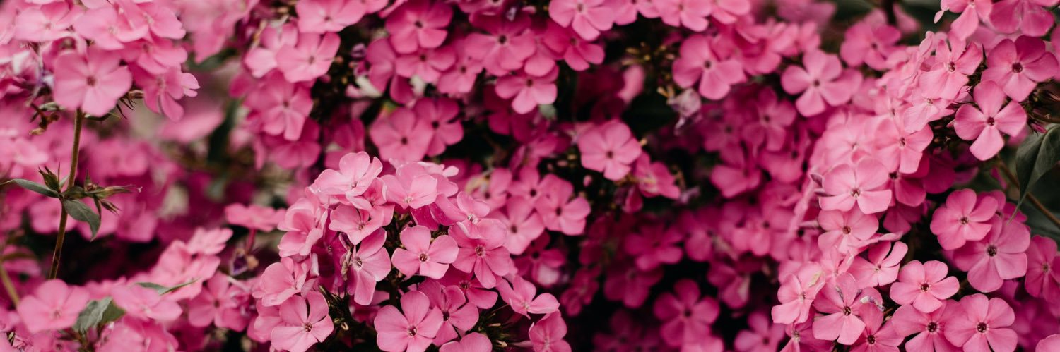dianasoto8's profile banner image