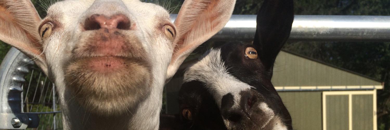 Churchview Farm banner