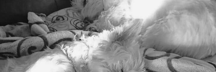 kitty935's profile banner image
