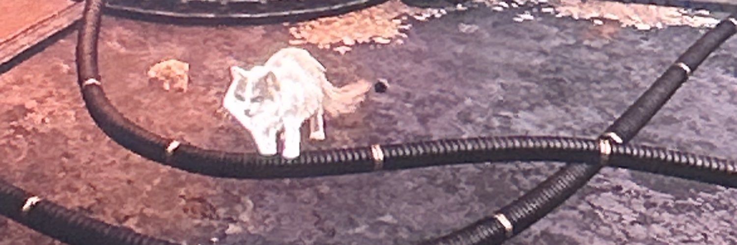 adicorkill's profile banner image