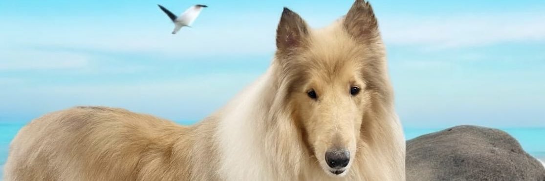 csswh1's profile banner image