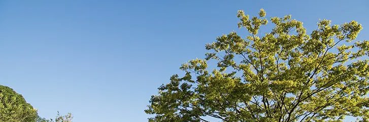 たま banner