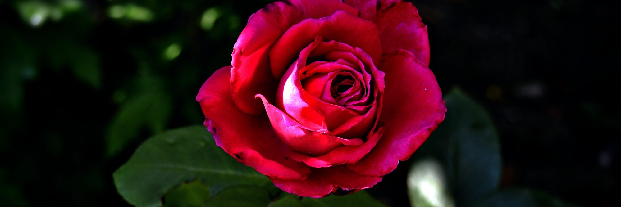 a__nesthetic's profile banner image
