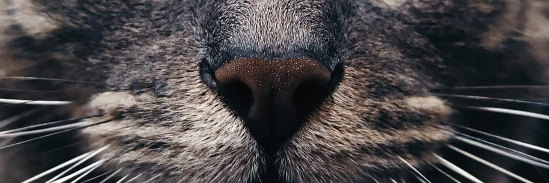 Andrés Santos 🇵🇸 banner