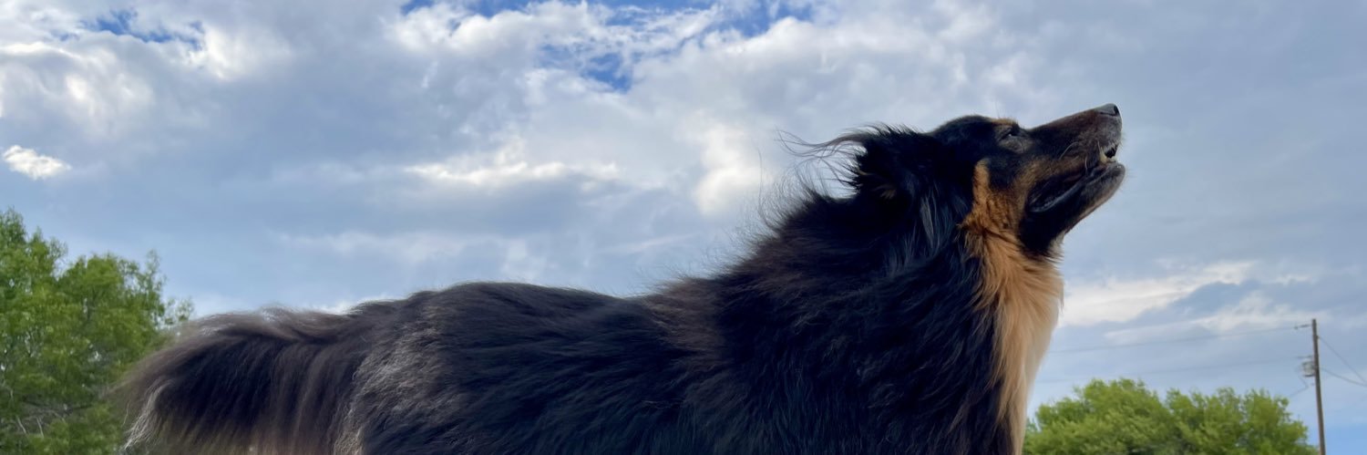 TammTorr's profile banner image