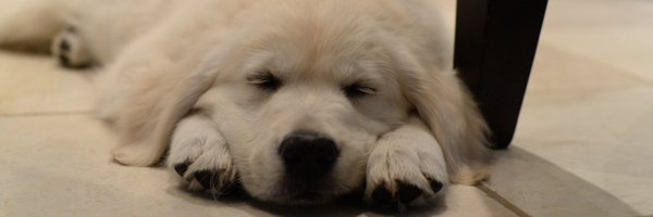 amyleitner Profile Banner