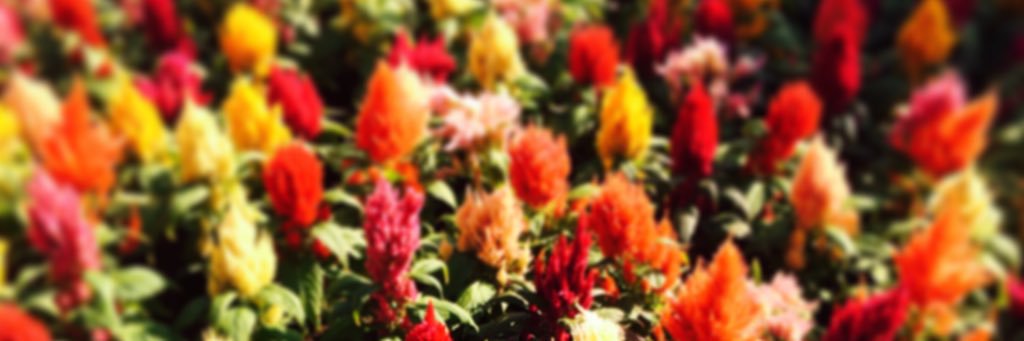 asukachi07's profile banner image