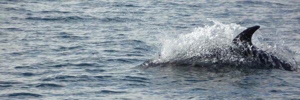 Hayles0105 Profile Banner