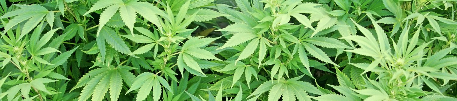 McCabe Law, LLC banner