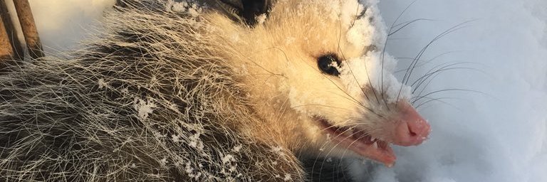 ОСОМ ОПОССУМ banner