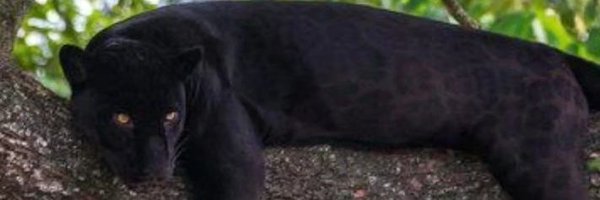 HoUCoachChuck11 Profile Banner
