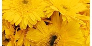 AlannaRavena's profile banner image