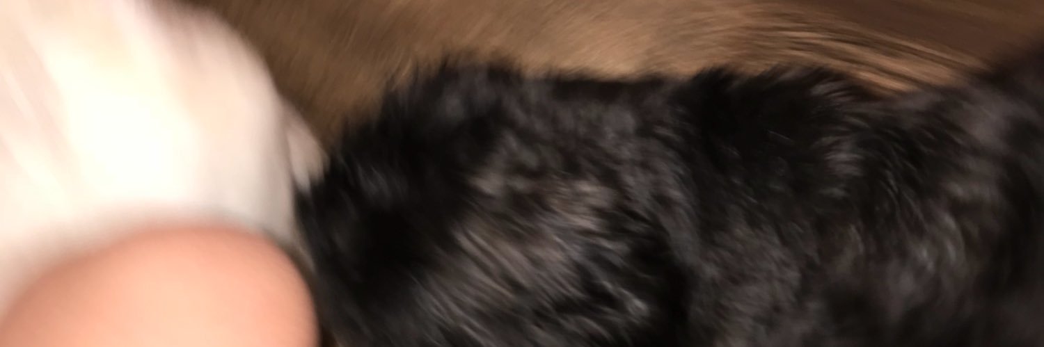 otter_ben's profile banner image