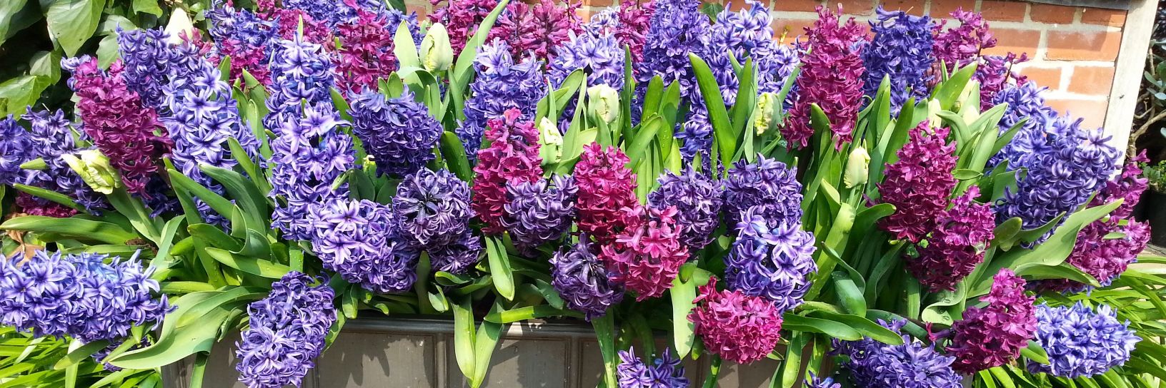 bloominBridget's profile banner image