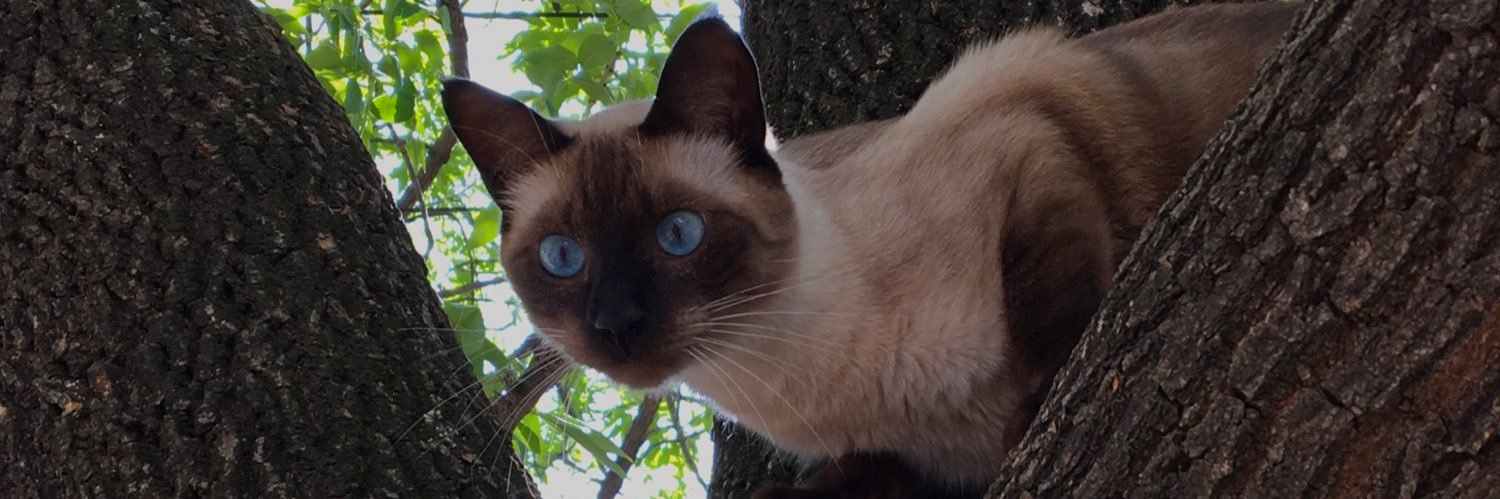 agustinatello's profile banner image