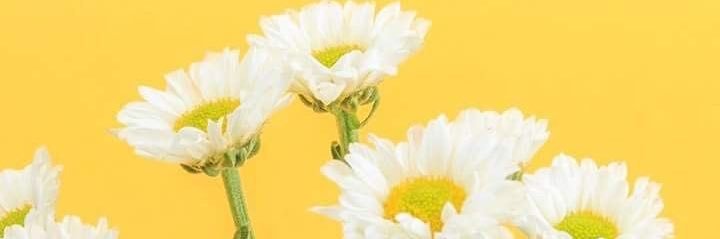 sunshineale_'s profile banner image