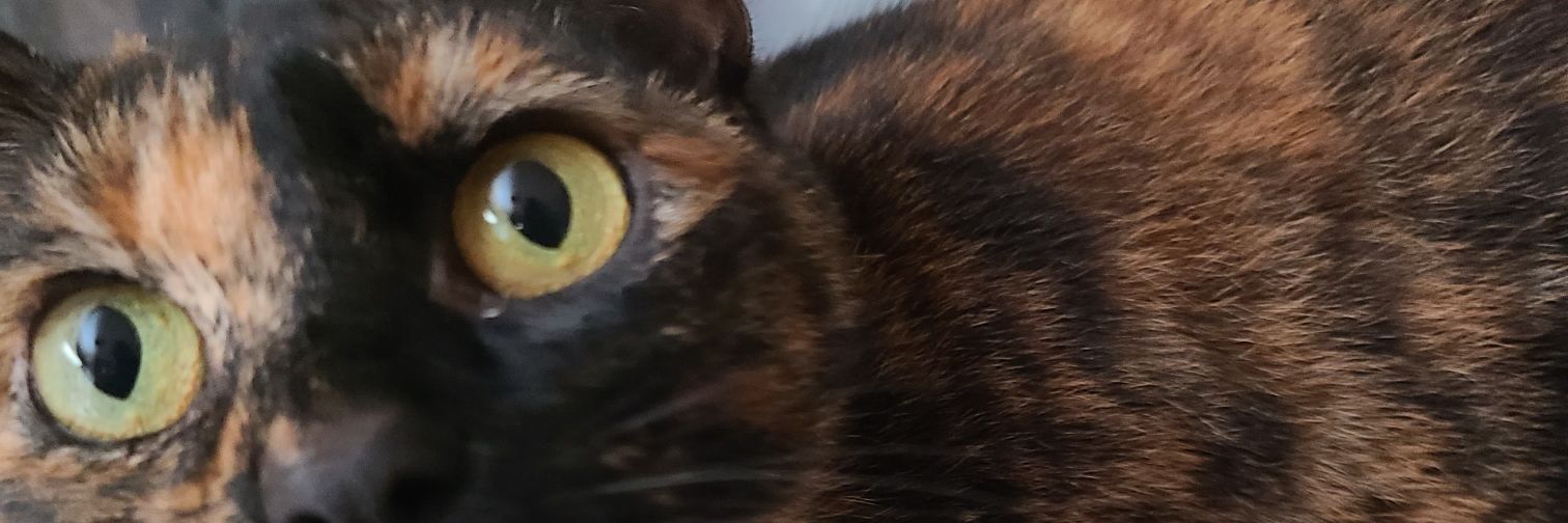 DarkRose316's profile banner image