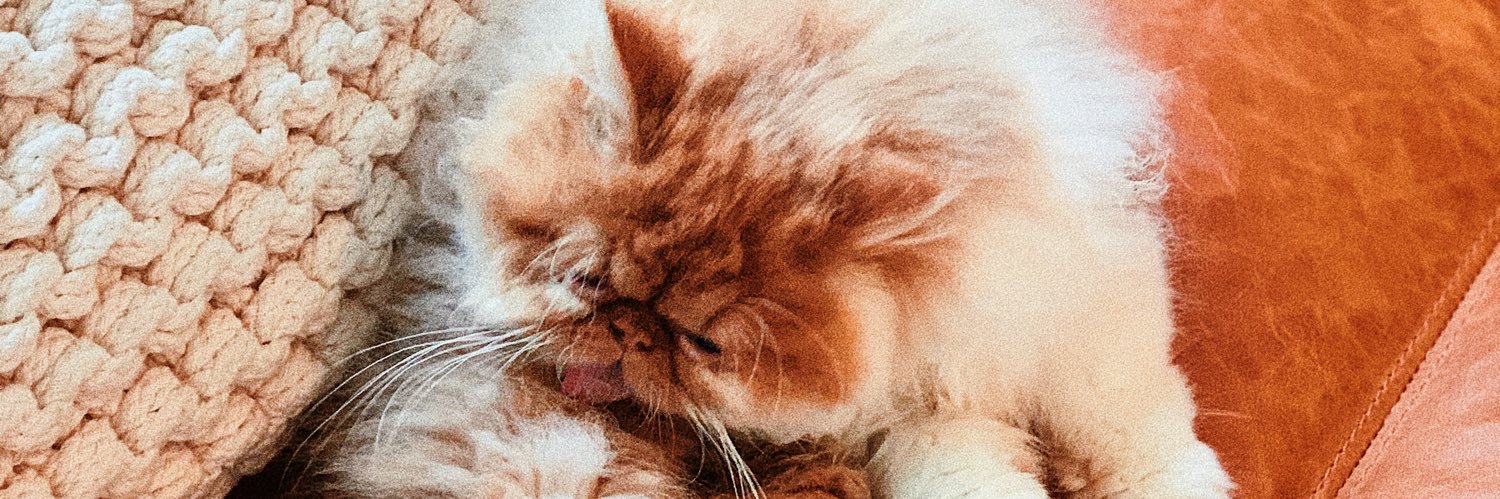 Danielle Noce banner