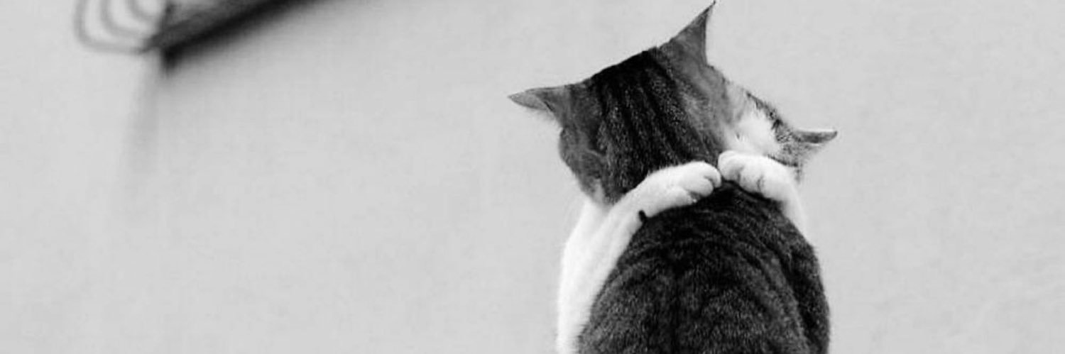 Edaliben's profile banner image