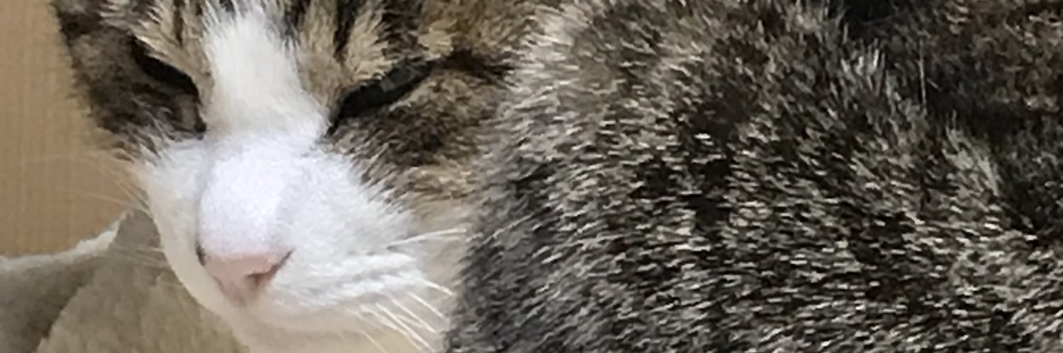 koro39391's profile banner image