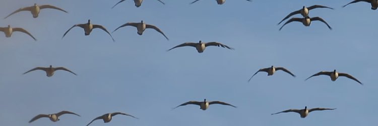 dillon_tarn's profile banner image