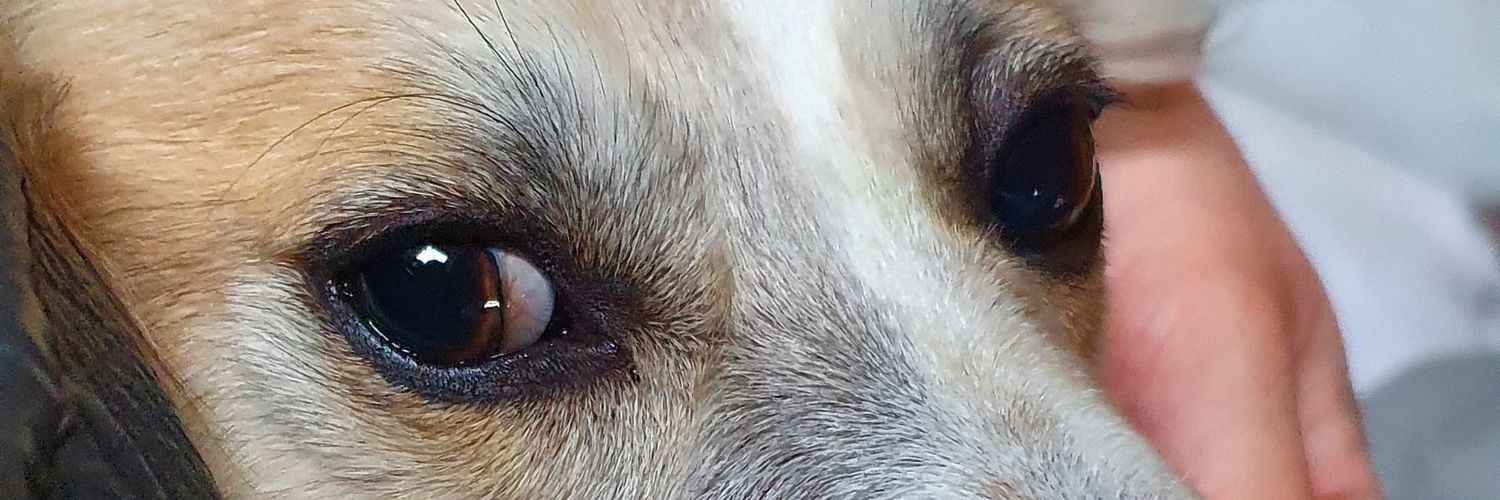MajSmartie's profile banner image